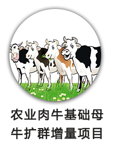 农业肉牛基础母牛扩群增量项目